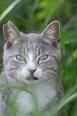 草の中からみつめる可愛い猫	
