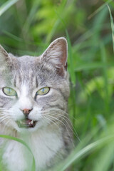 Fototapeta premium 草の中からみつめる可愛い猫 