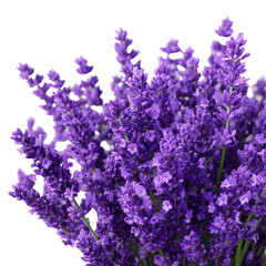 Purple lavender blooms bush png flower png plant png aromatic png herb png garden png nature png violet png bouquet png spring png transparent background image