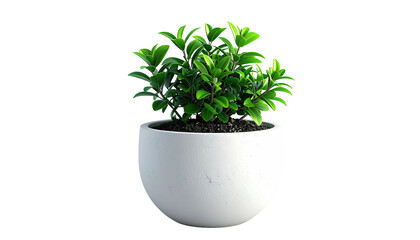 Bushy green plant in a round white pot on a black background