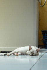 A small white and light gray tabby cat is stretched out and sound asleep on a cool tiled floor, beside a large appliance or wall, in a brightly lit indoor space.