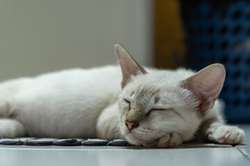 A peaceful, close-up shot from front side of a light-colored tabby cat's face as it sleeps soundly. The image highlights its soft fur, closed eyes, and pink nose.