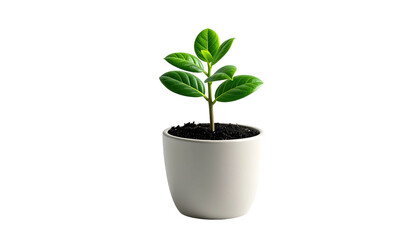Young plant with green leaves in a white pot, black background