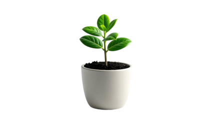 Young plant with green leaves in a white pot, black background