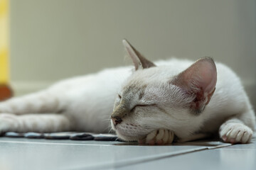A peaceful, close-up shot from beside of a light-colored tabby cat's face as it sleeps soundly. The image highlights its soft fur, closed eyes, and pink nose.