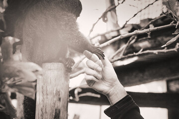 Black and white photo with subtle sepia tone, human hand gently touching female monkey's hand, soft blurred background with window light, intimate moment of connection, slightly grainy for atmospher