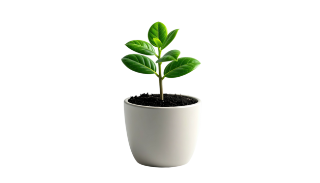 Young plant with green leaves in a white pot, black background