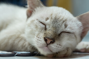 A peaceful, ultra close-up shot from front side of a light-colored tabby cat's face as it sleeps soundly. The image highlights its soft fur, closed eyes, and pink nose.