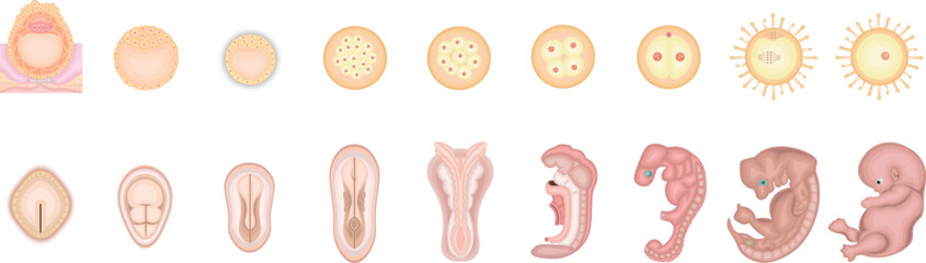 人の発生　イラスト