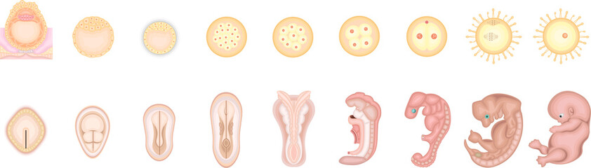 人の発生　イラスト