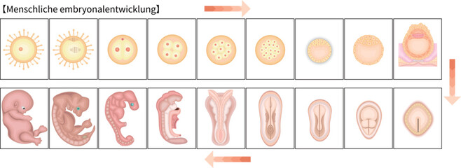 人の発生　イラスト　ドイツ語