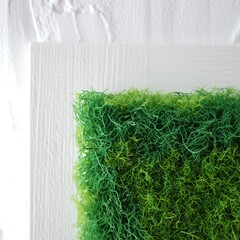 Close up of a vibrant green moss wall panel with white background