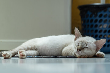 A small white and light gray tabby cat is stretched out and sound asleep on a cool tiled floor, beside a large appliance or wall, in a brightly lit indoor space, in landscape