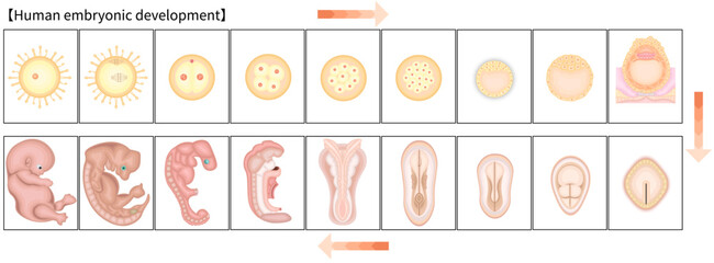 人の発生　イラスト　英語