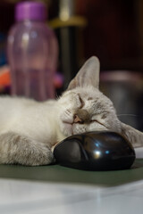 A light gray tabby kitten is fast asleep on a floor, using a shiny black computer mouse as a makeshift pillow, in portrait 