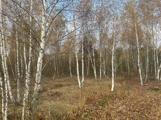 Autumn forest with colorful golden foliage