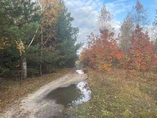 Autumn forest with colorful golden foliage