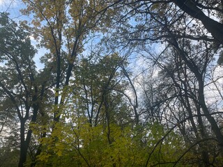 Autumn forest with colorful golden foliage