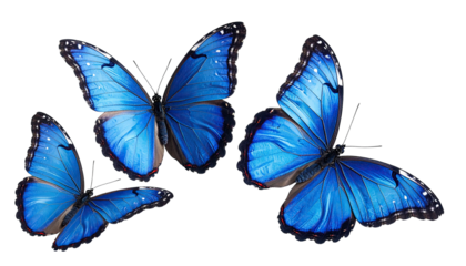 Three bright blue butterflies on transparent, dark background