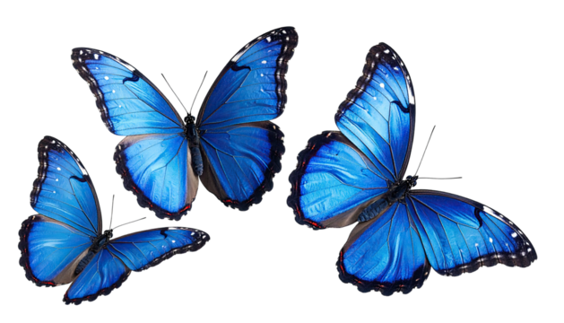 Three bright blue butterflies on transparent, dark background