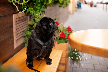 A black pug dog sits on a bench near a table. Around are bushes with flowers. The dog has a harness. He wants to eat. Street. The photo is horizontal and blurred