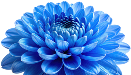 Close-up of a vibrant blue dahlia flower with layered petals