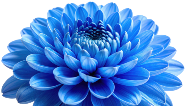 Close-up of a vibrant blue dahlia flower with layered petals