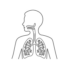 human lungs and respiratory system outline illustration