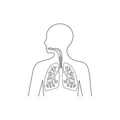 human lungs and respiratory system outline illustration