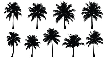 Collection of palm tree silhouettes tropical illustration isolated on a white background for summer designs and vacation themes