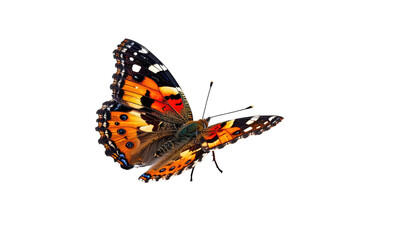 Painted lady butterfly with orange, red, black wings on black