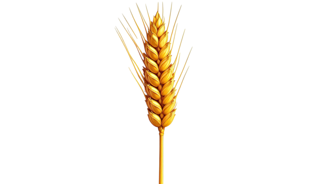 Single golden wheat stalk, isolated on a stark black backdrop