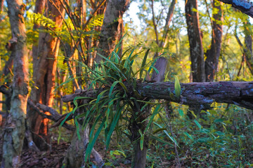 Wild orchid tree growing on dry tree trunks