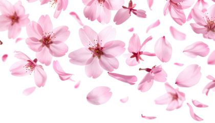 Delicate pink flowers and petals fall on a black background