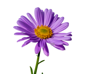 A single purple daisy flower in full bloom, vivid violet petals and yellow center, slender green stem visible, sharp focus and natural lighting, clean white  shadow for depth, isolated PNG image