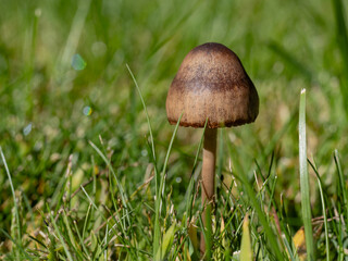 Single Brown Mushroom Growing in Lush Green Grass