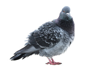 Close-up portrait of cute city pigeon isolated on white background.