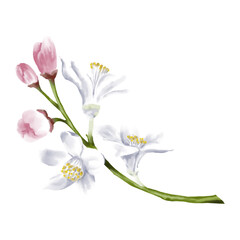 Hand drawn white flowers and buds of the lemon tree