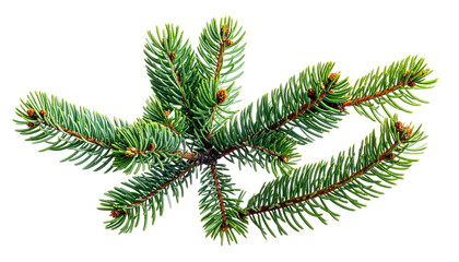 Evergreen branch sprig, green needles. Plain black background