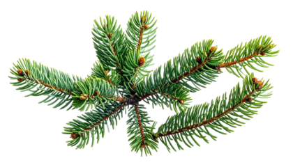 Evergreen branch sprig, green needles. Plain black background