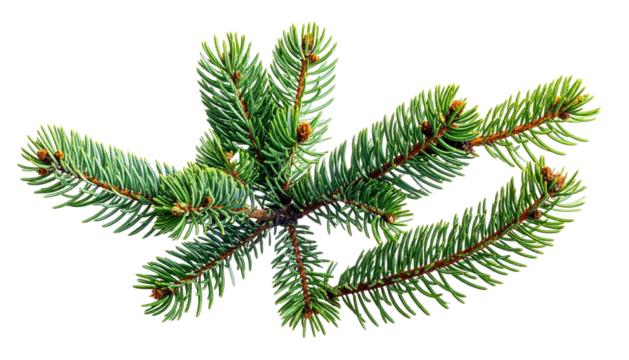 Evergreen branch sprig, green needles. Plain black background