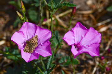 Malven-Dickkopffalter (Carcharodus alceae) an Eibischblättriger Winde (Convolvulus althaeoides)