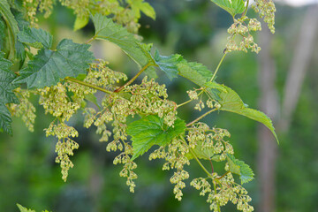 Echte Hopfen,  Humulus lupulus, Hopfenstöcke, männliche Blütenrispen
