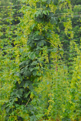 Echte Hopfen,  Humulus lupulus, Hopfenstöcke, männliche Blütenrispen