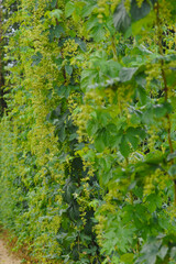 Echte Hopfen,  Humulus lupulus, Hopfenstöcke, männliche Blütenrispen