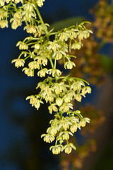 Echte Hopfen,  Humulus lupulus, männliche Blüten