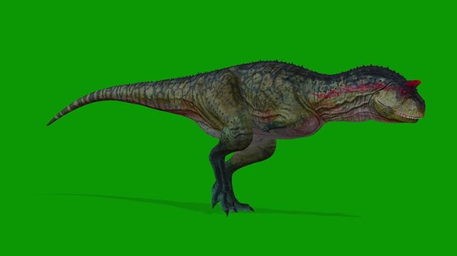 3D Carnotaurus Dinosaur Animation Walking Right Side