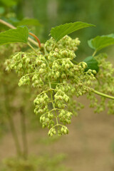 Echte Hopfen,  Humulus lupulus, Hopfenstöcke, männliche Blütenrispen