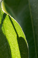 Macro Moments of Transformation: Poetic Science, Emotional Ecology, and Legacy-Rooted Storytelling from Maryland’s Eastern Shore