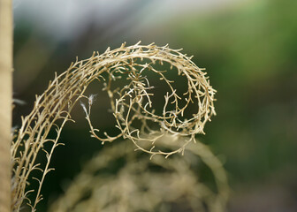 Macro Moments of Transformation: Poetic Science, Emotional Ecology, and Legacy-Rooted Storytelling from Maryland&rsquo;s Eastern Shore